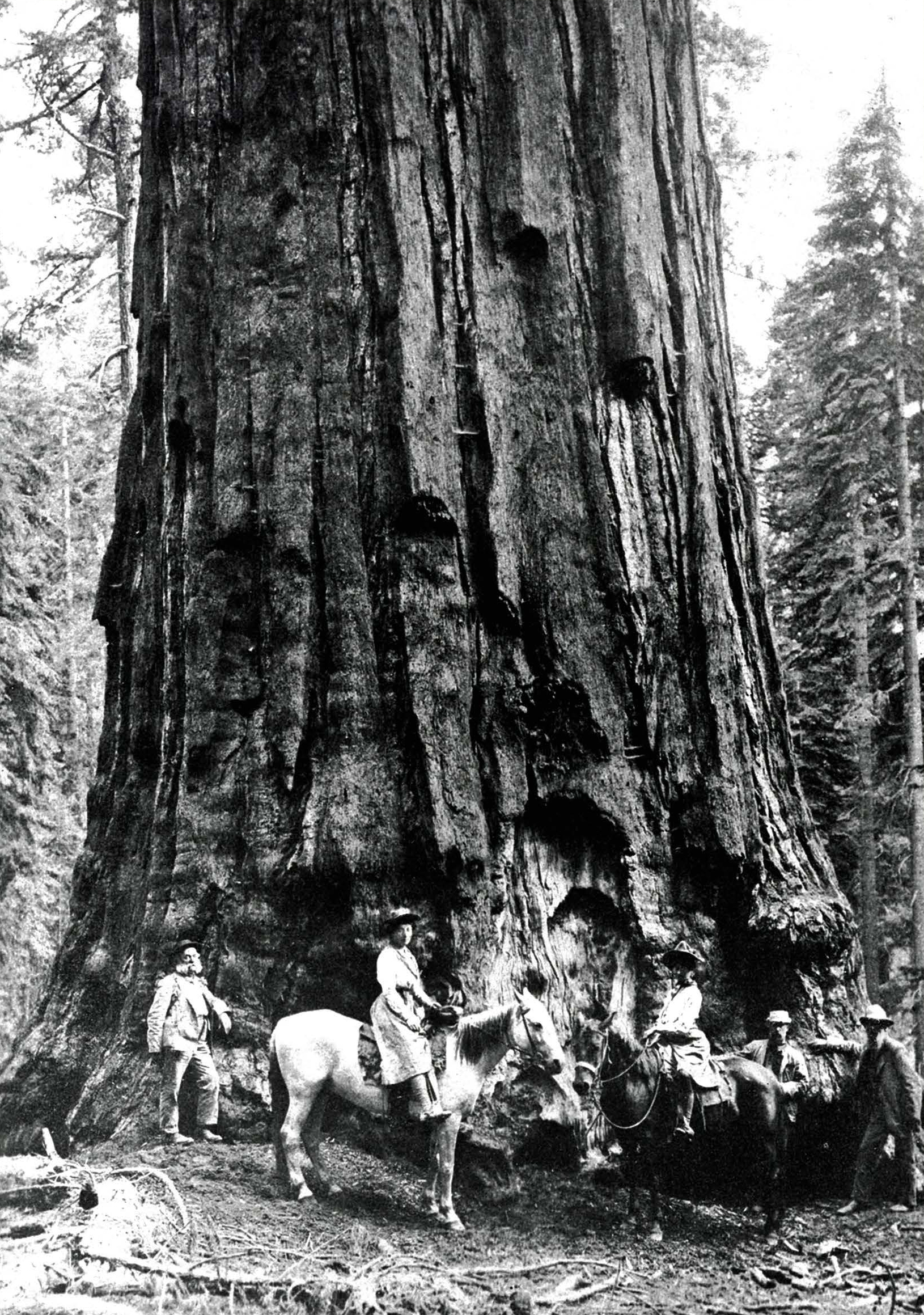 02.1903 Sunset Sierra Club Outing Kings Canyon General Sherman