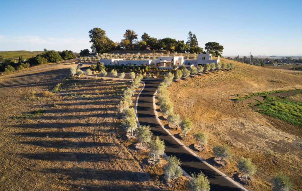 Olive trees lining a path and home in Sonoma