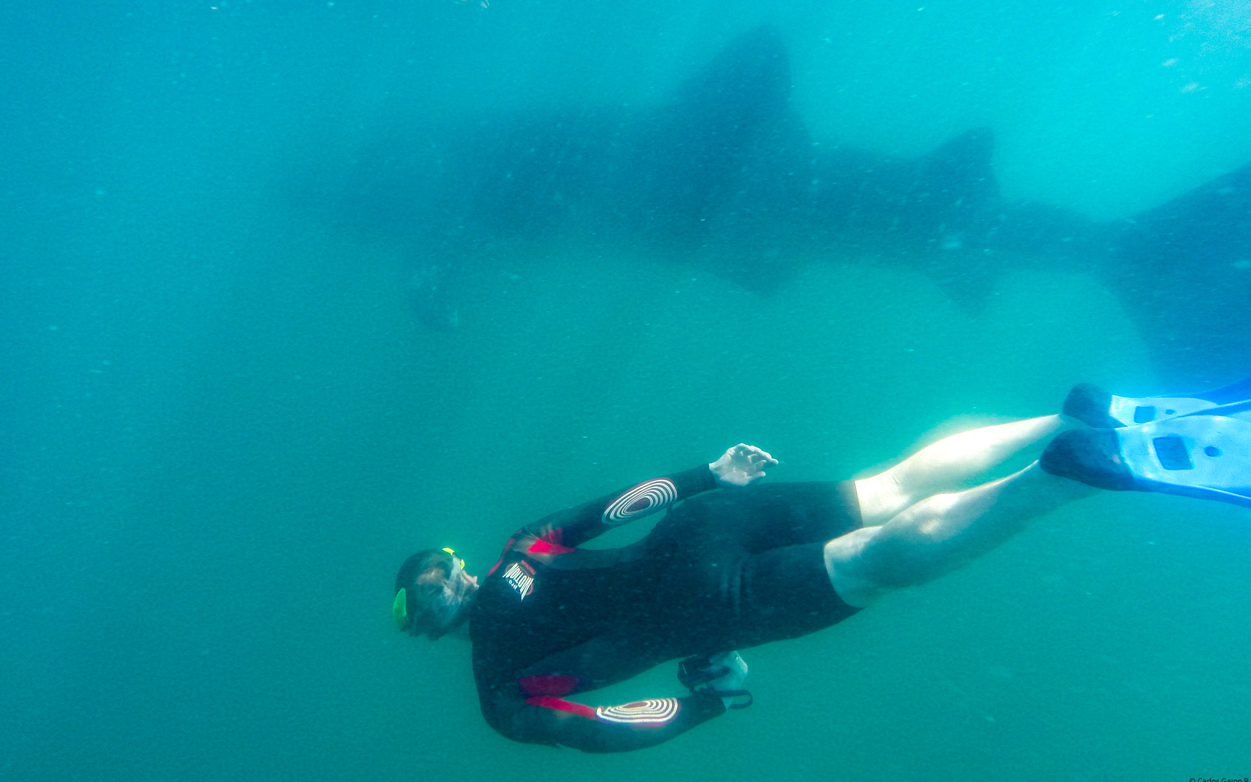 the-opportunity-to-snorkel-with-whale-sharks-is-a-highlight-of-westwards-baja-cruise