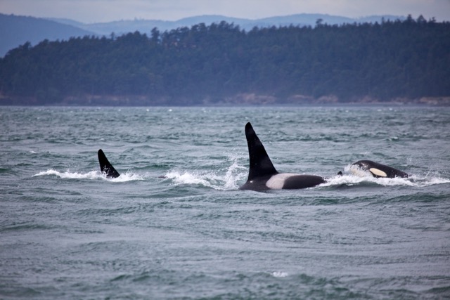 whale-watching