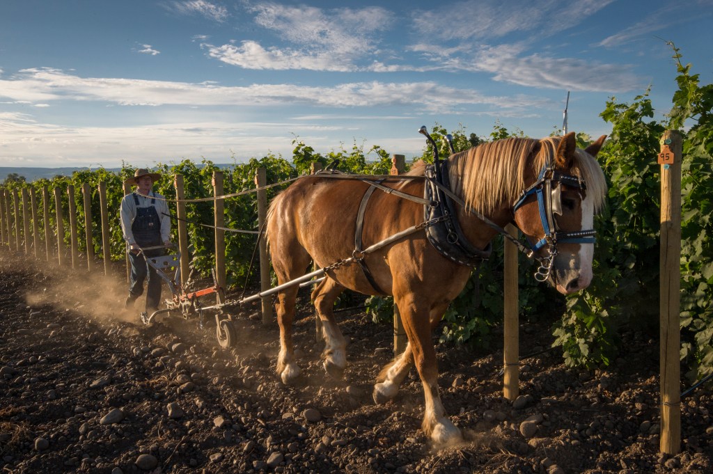 This Vineyard Is Farmed Entirely with Horses. Here’s How—and Why