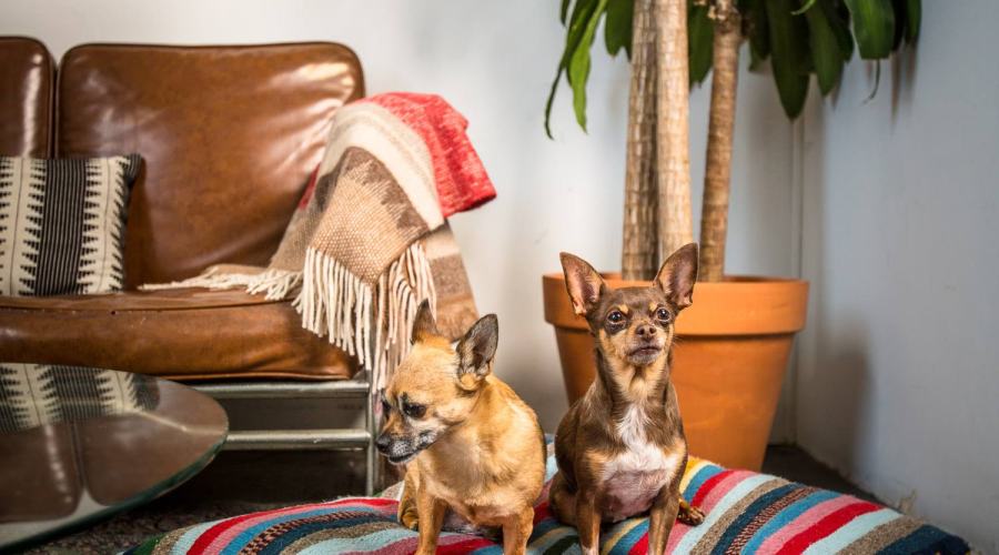 acorn-oakleaf-dog-bed