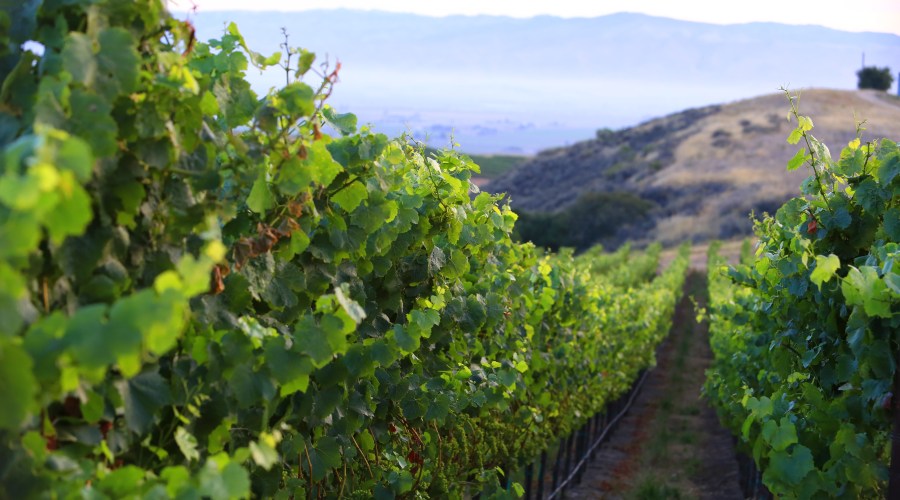 salinas-valley-vintage-detour