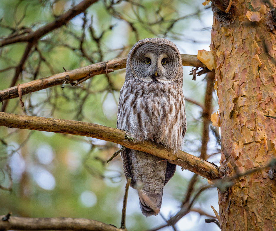 159661-great-gray-owl