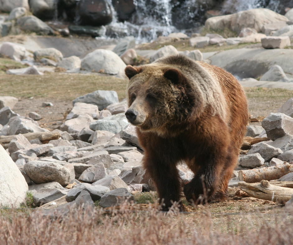 159661-grizzly-bear