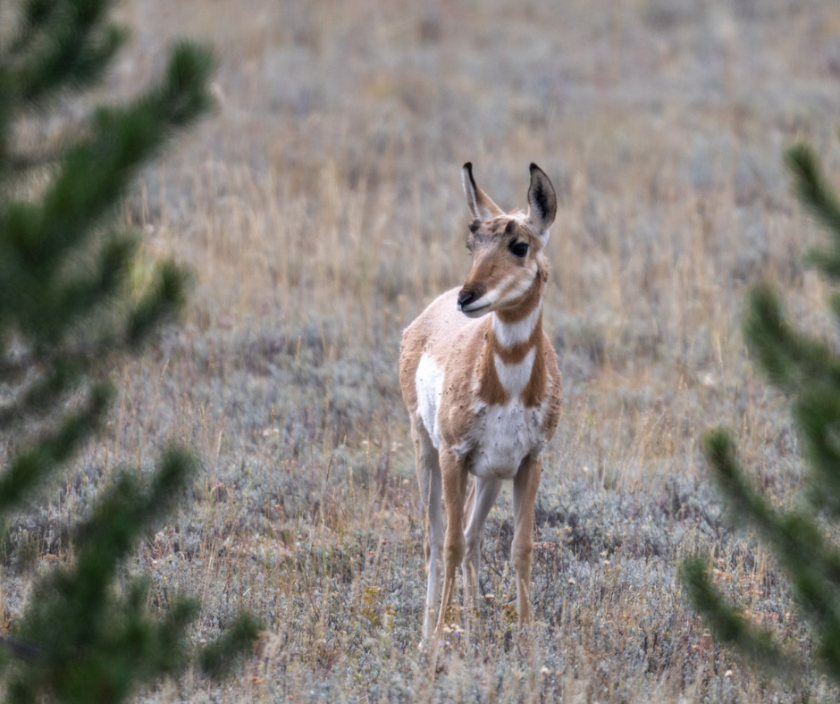 159661-pronghorn-hugh-simmons