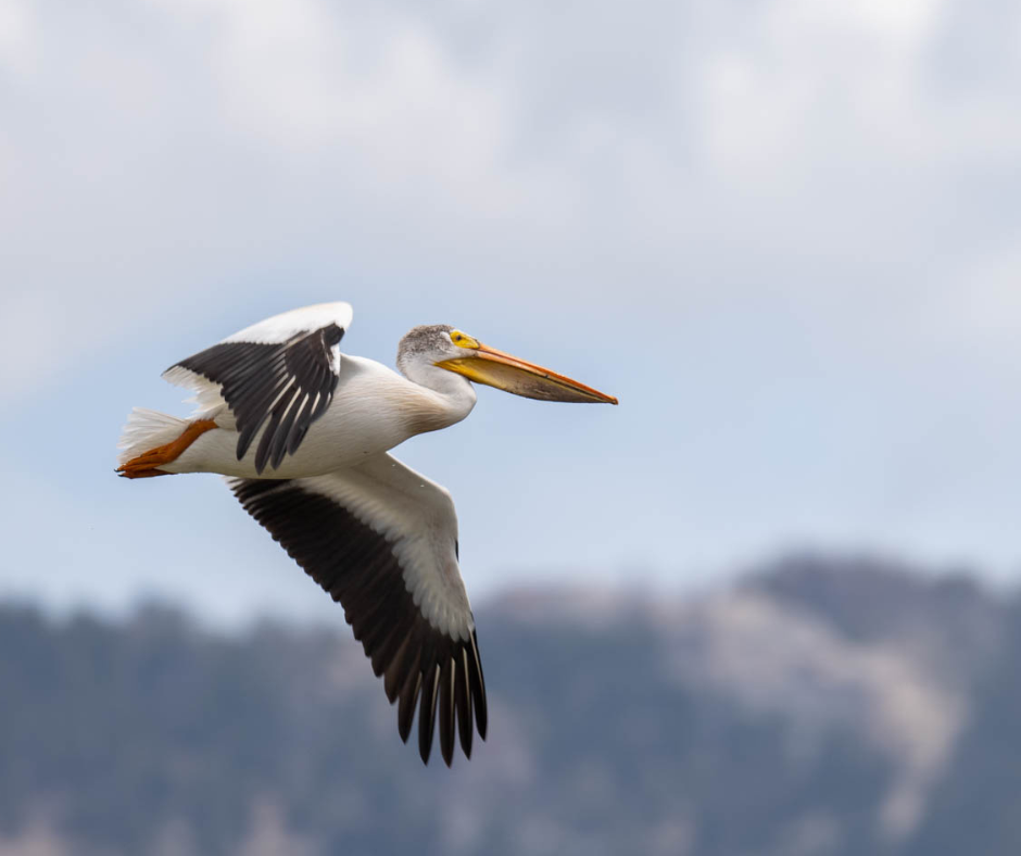 159661-white-pelican-hugh-simmons