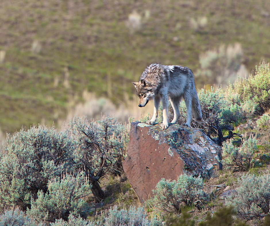 159661-wolf-ynp