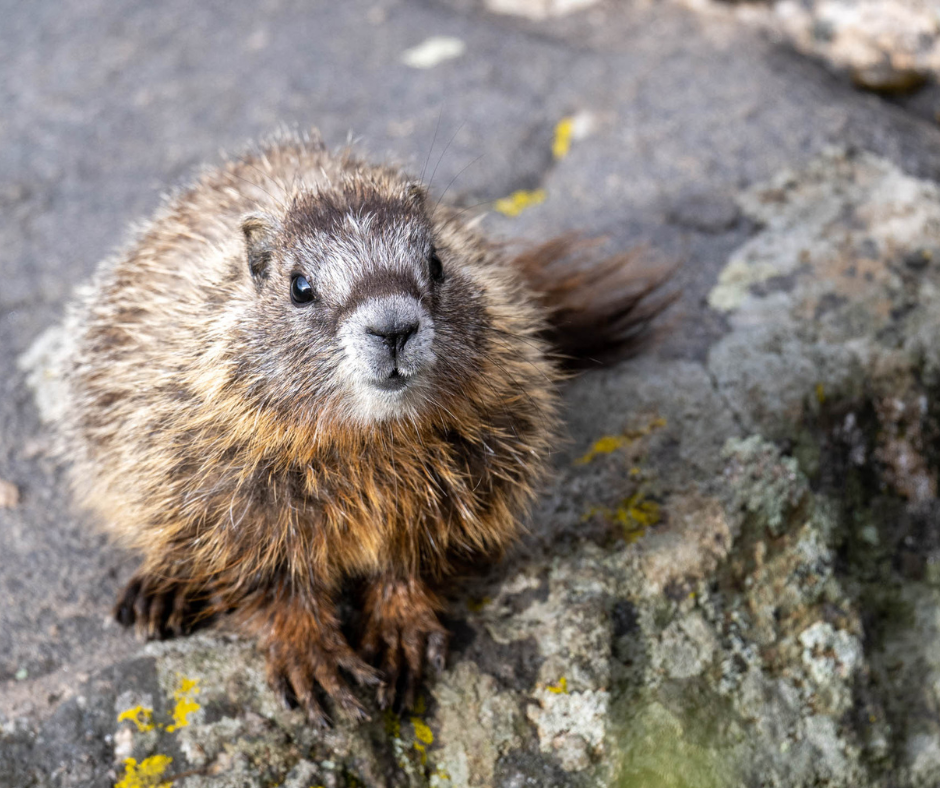 159661-yellow-bellied-marmot-hugh-simmons