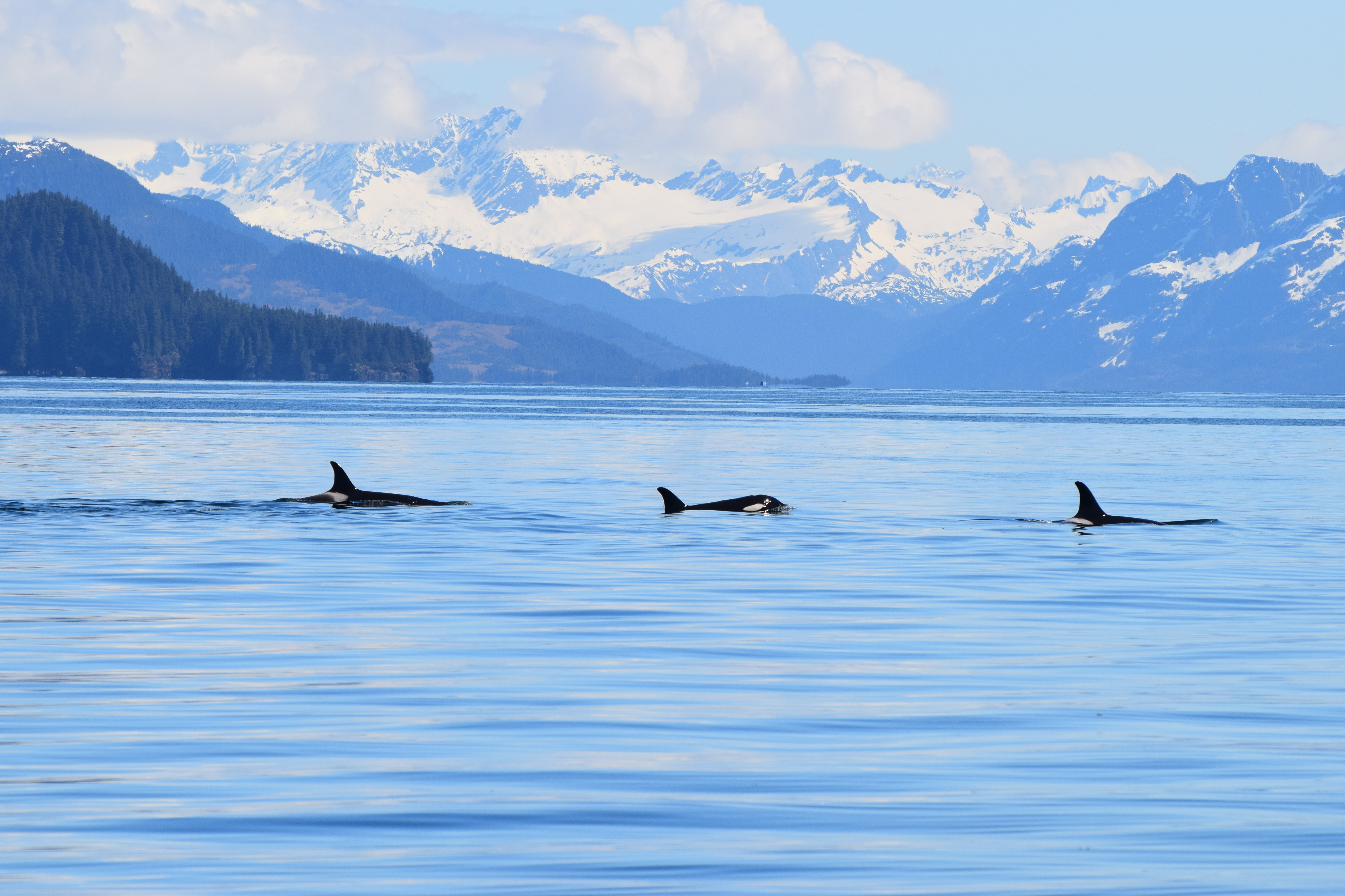 159692-ef-orca-3-515