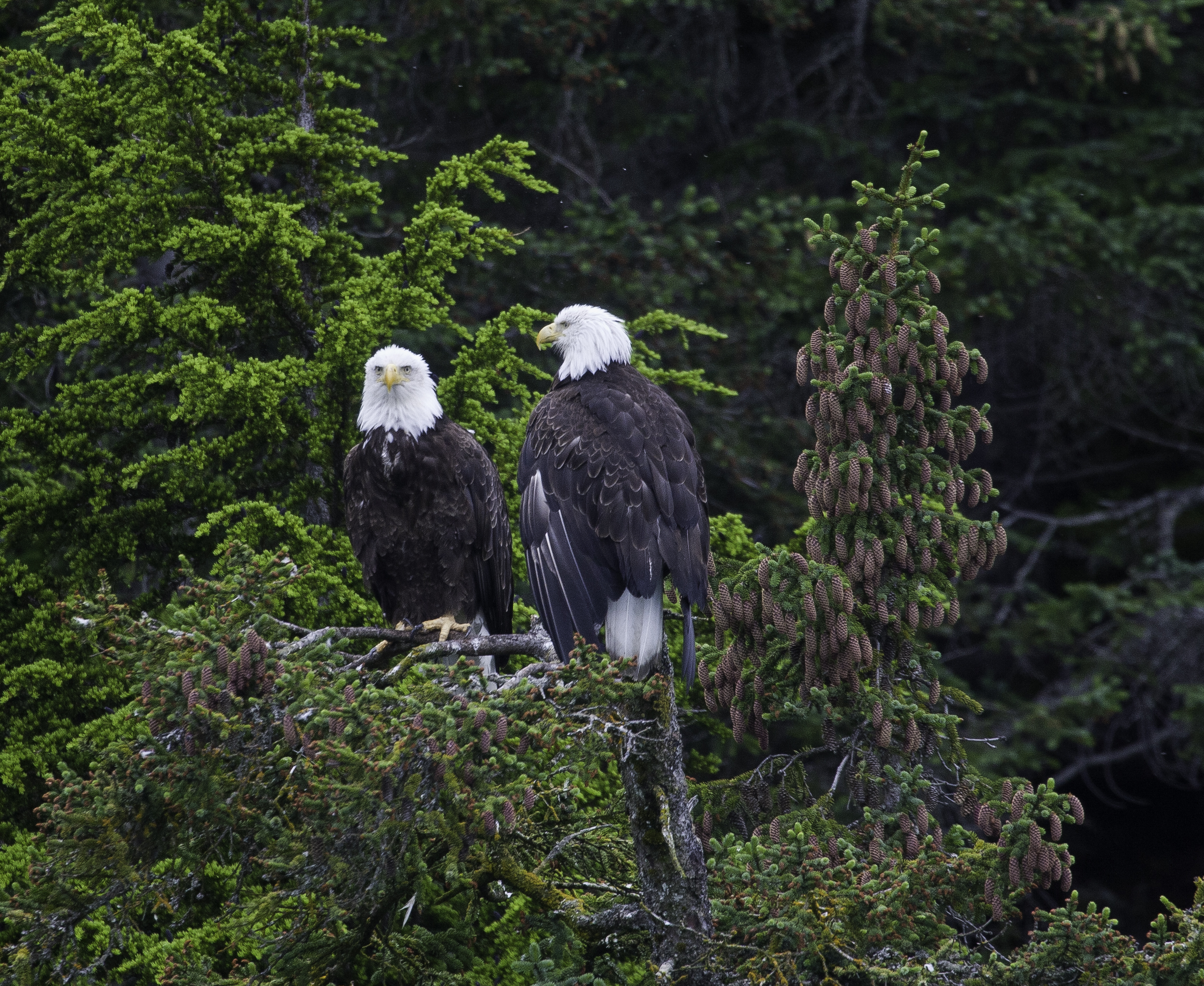 159692-hump-fluke-ct