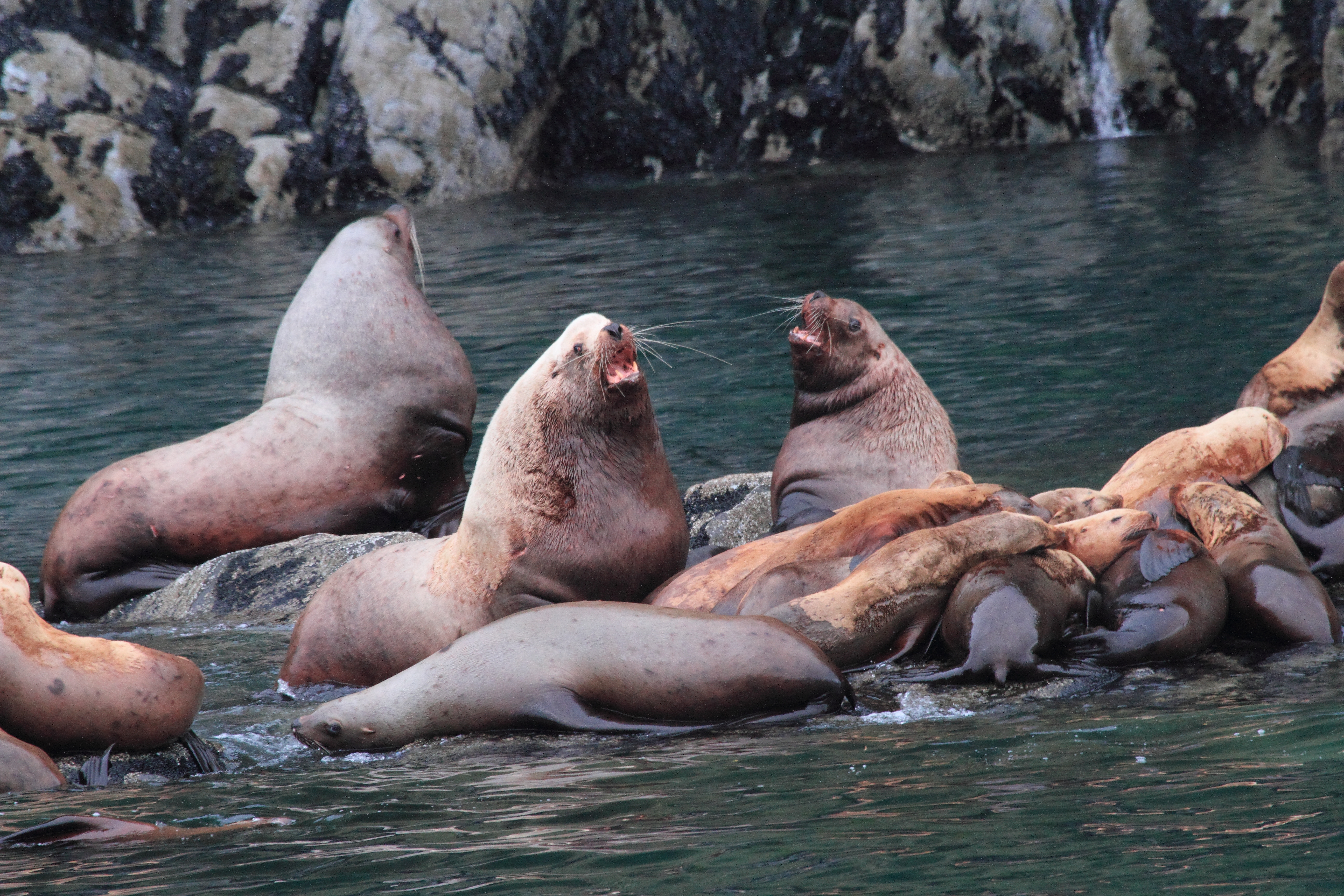 159692-seals
