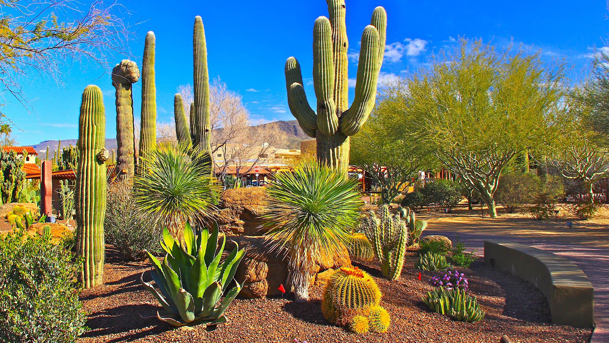 159962-garden-cactus