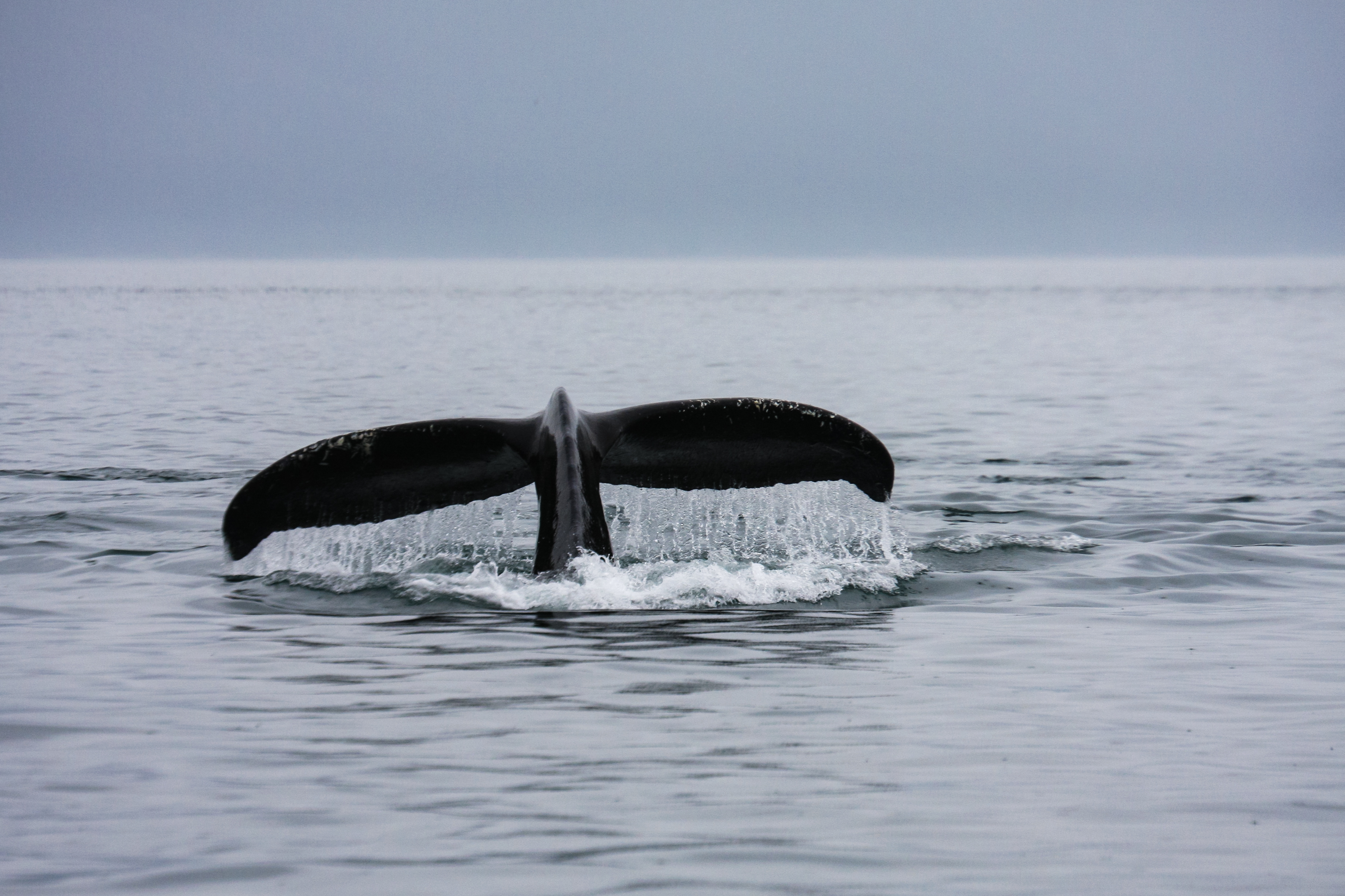 small-ships-in-prince-william-sound-alaska-linger-longer-when-whales-are-spotted