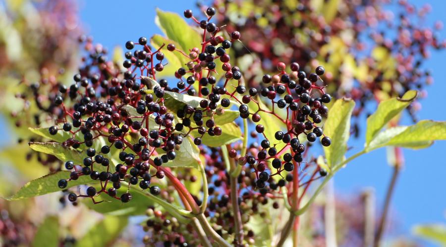elderberries