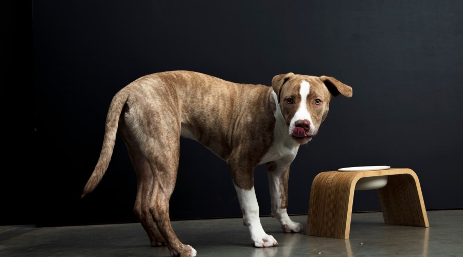 howl-home-dog-bowl-stand-set