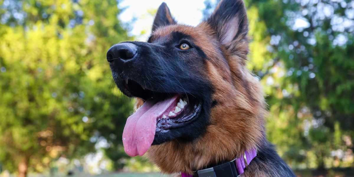 Fi Smart Dog Collar Series 2