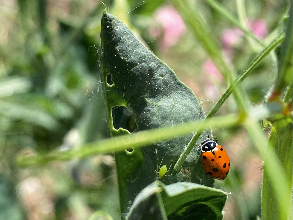 Lady Bug