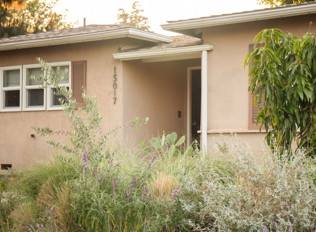 Mango, Prickly Pear, Sages, Olive, and Ornamental Grass