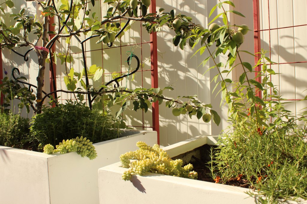 Succulents, Herbs and Fruit Trees Planted Together