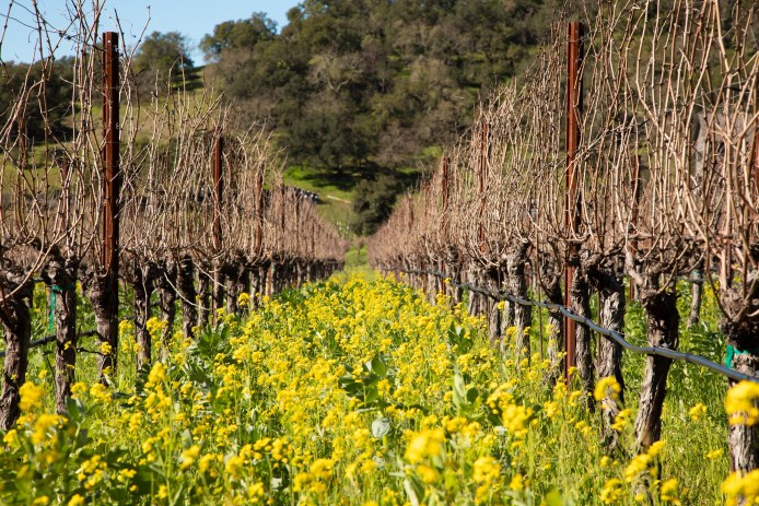 Vineyard