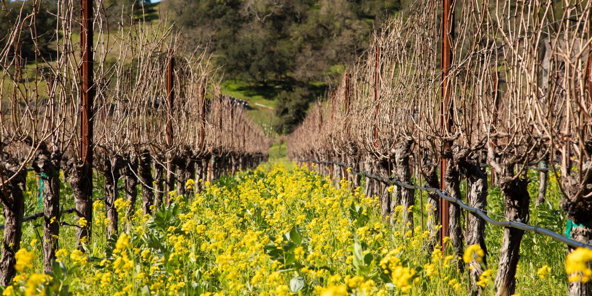 Vineyard