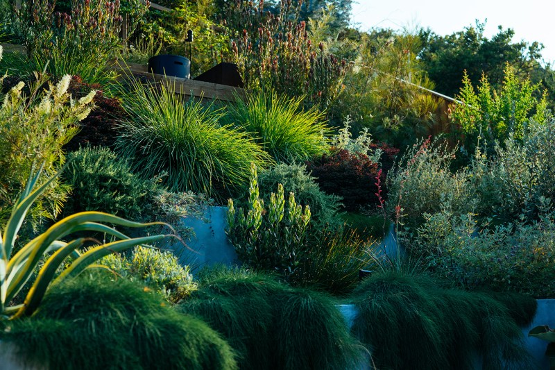 Los Angeles Regenerative Hillside