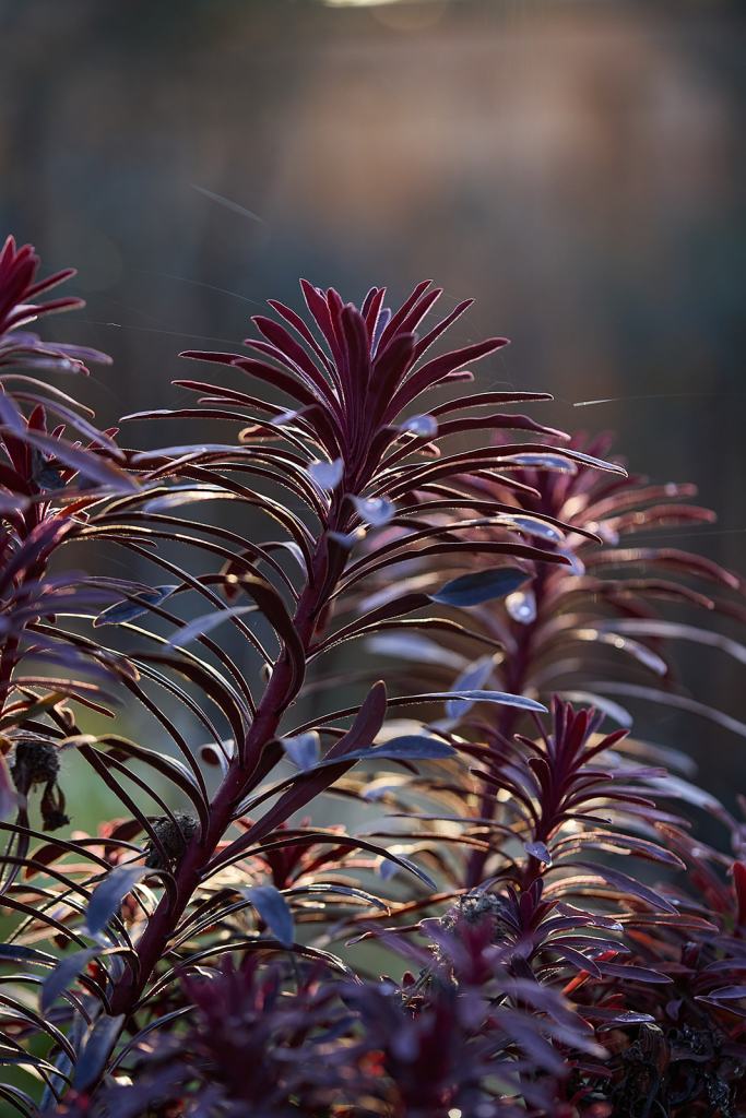 Water-Wise Plant