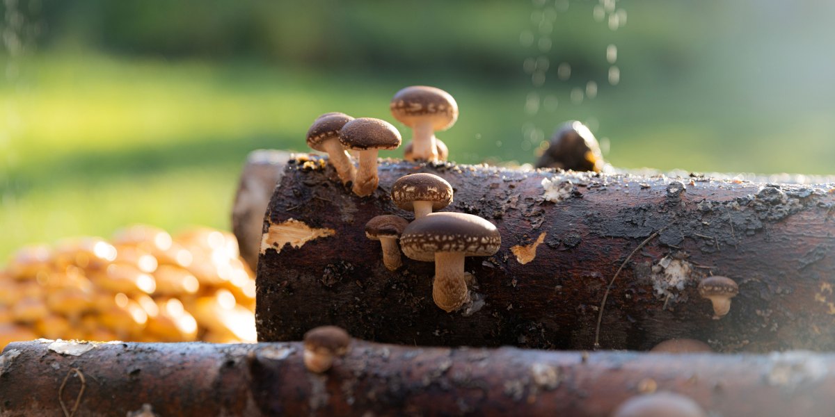 Innoculated Mushroom Log