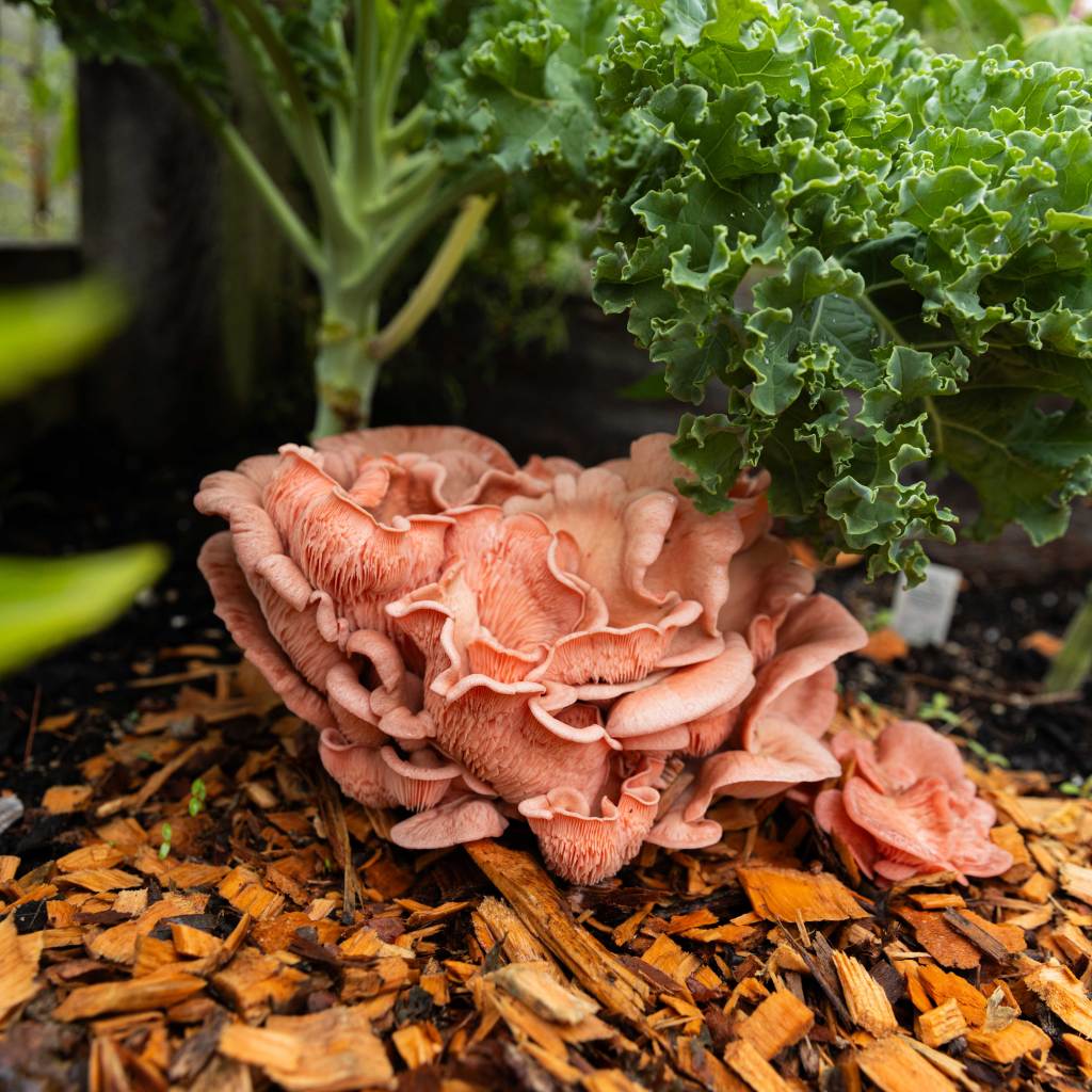 Plant and Grow Kit