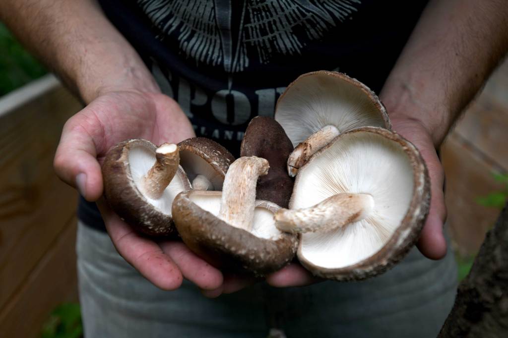 Shiitake Mushrooms