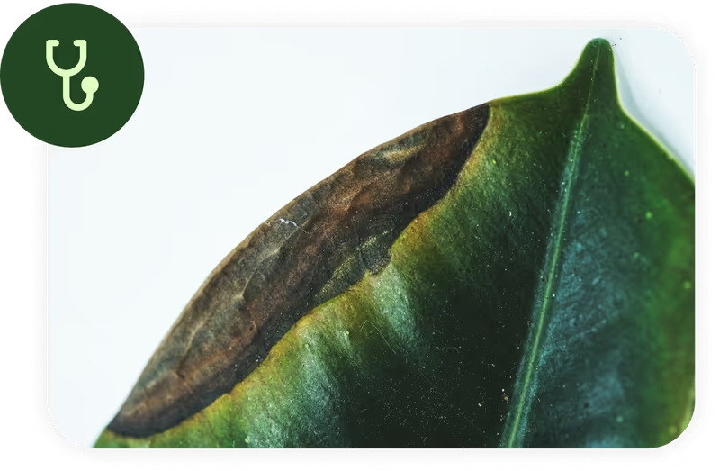 Planta Diagnostics
