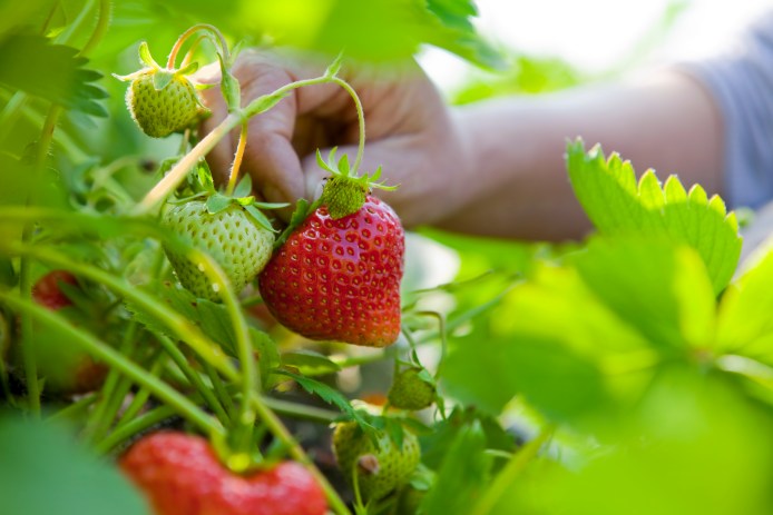 Picking a strawberry