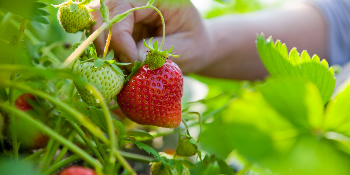 Picking a strawberry