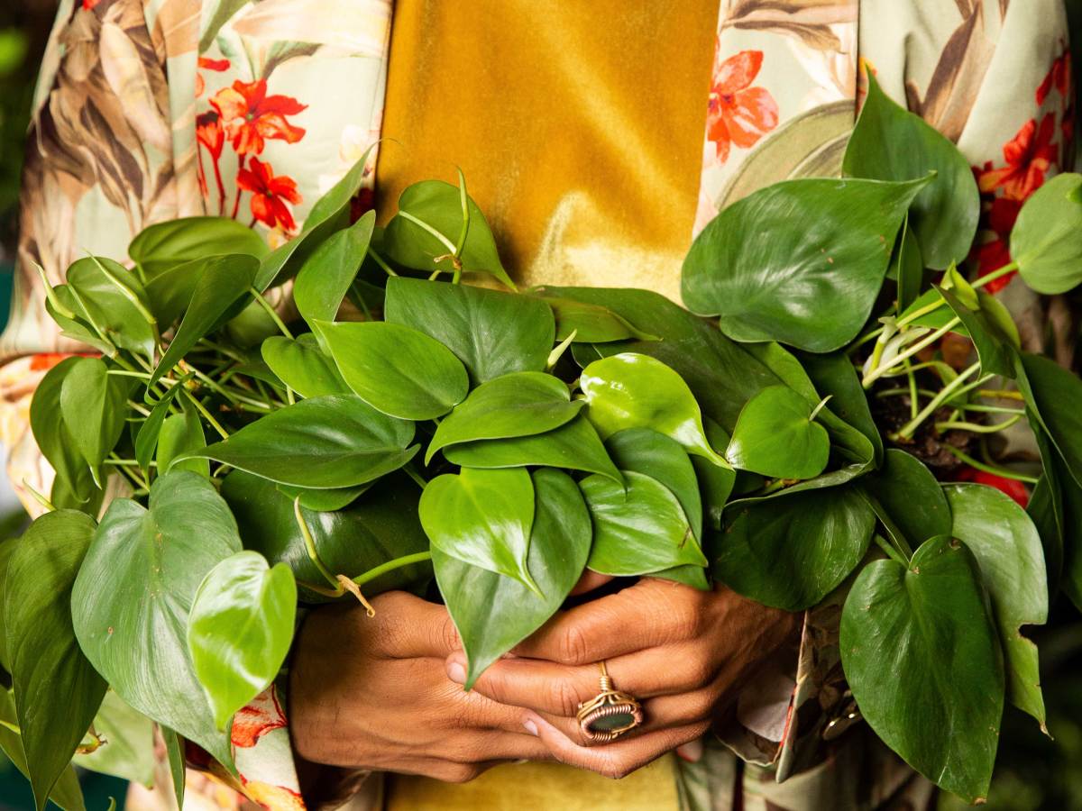Christopher Griffin with a Heart Leaf Plant