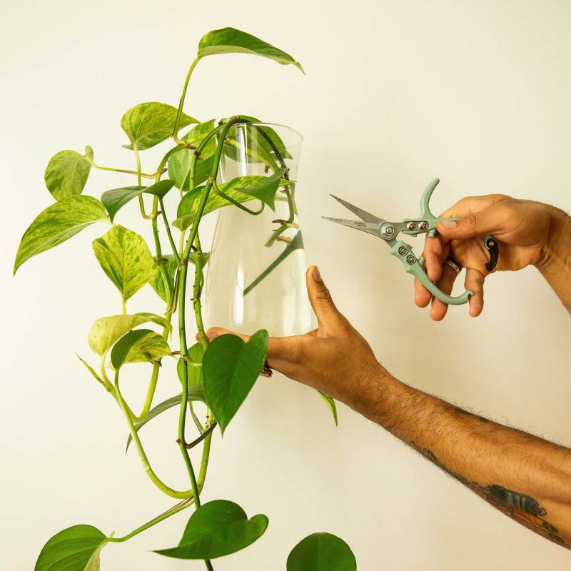 Pruning