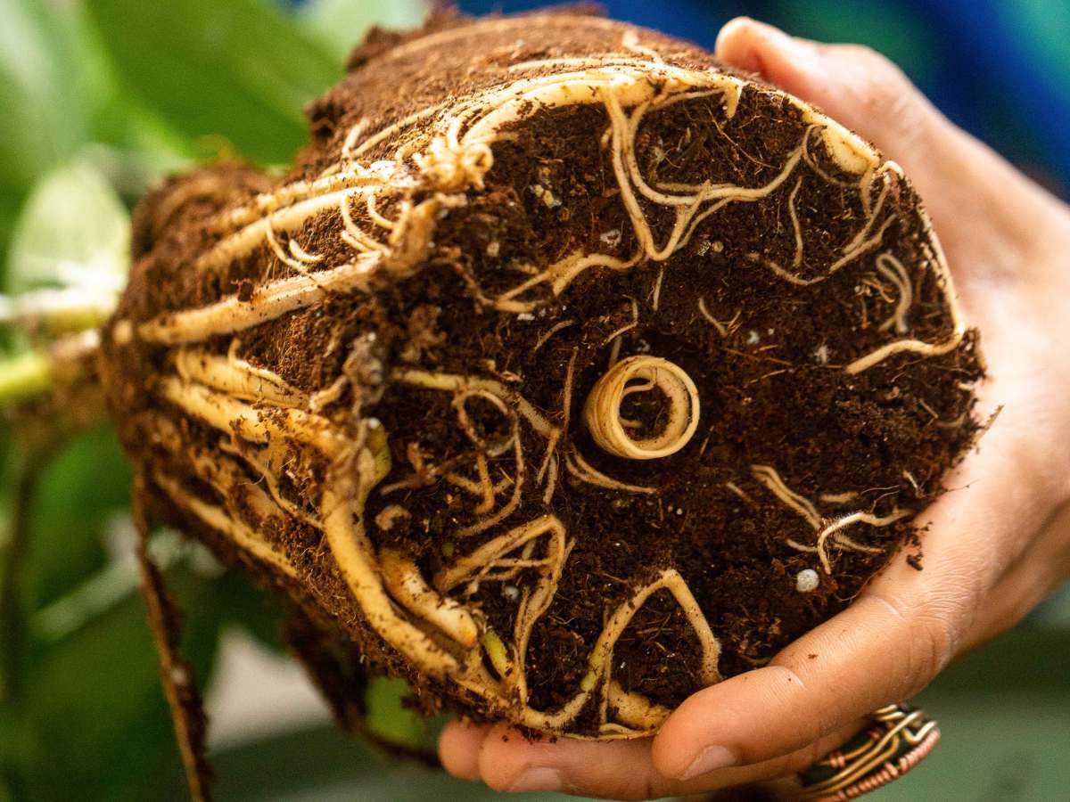 Repotting a Potbound Plant