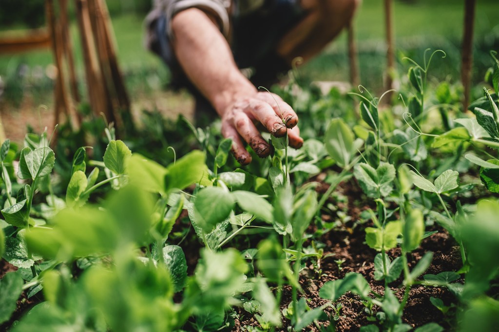 Vegetable Garden Soil Recharge