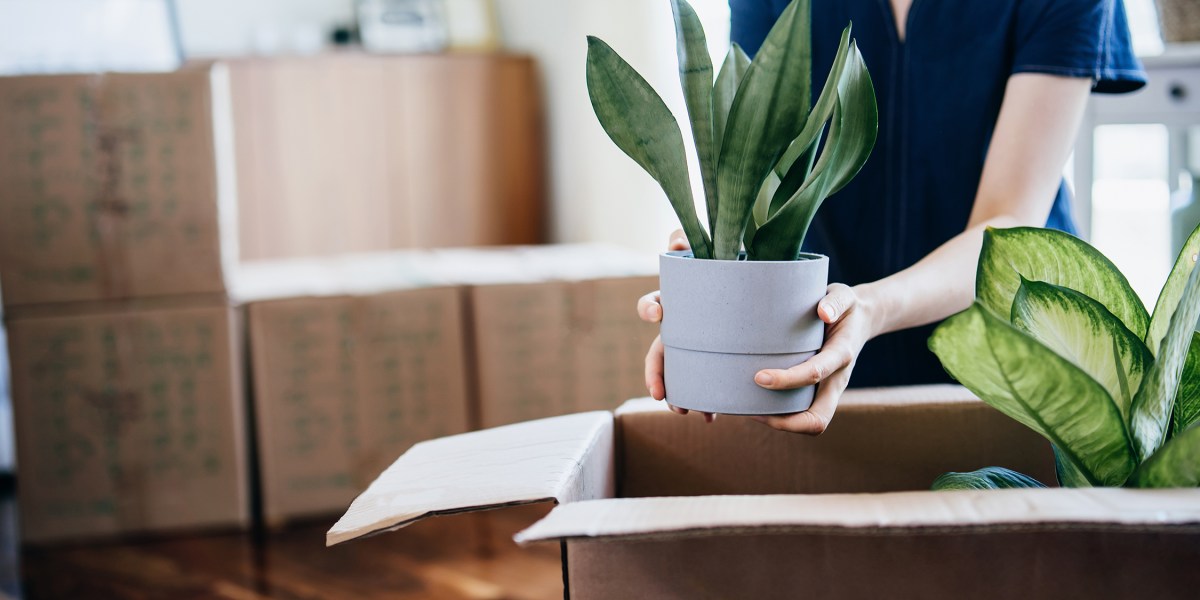 Moving Boxes Houseplants