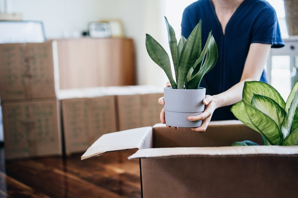 The Ultimate Moving Day Survival Guide for Your Houseplants