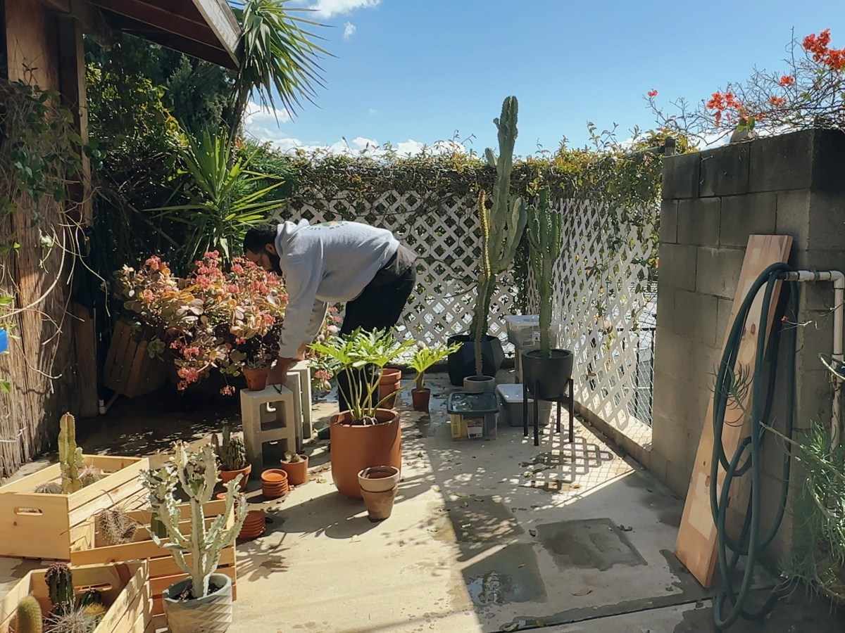 Plant Man on Balcony