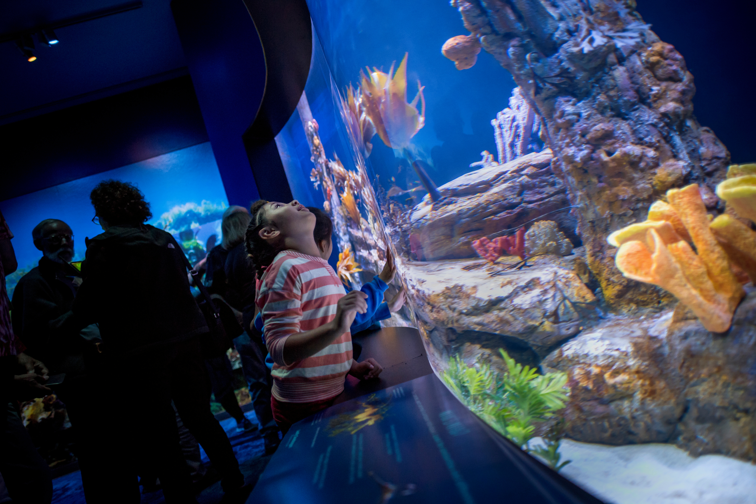 a-young-guests-fish-eye-view-at-birch-aquarium