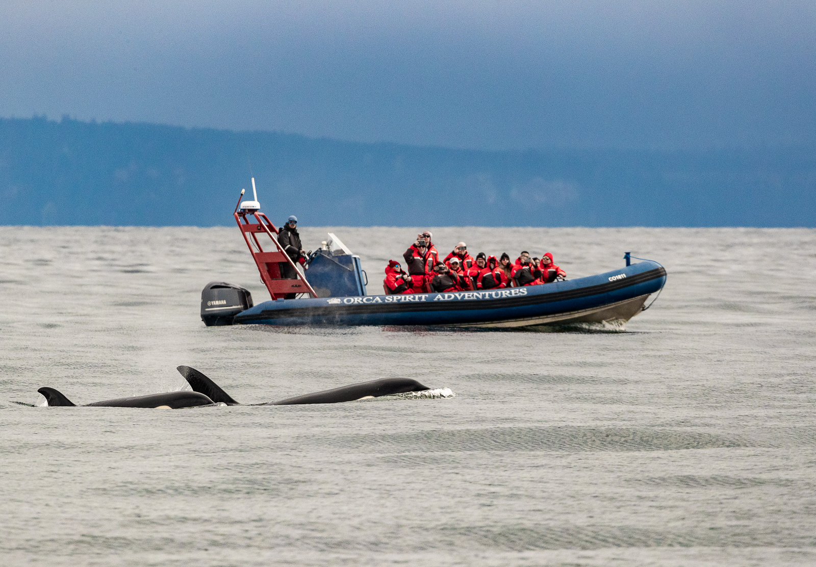 whale-watching-with-orca-spirit