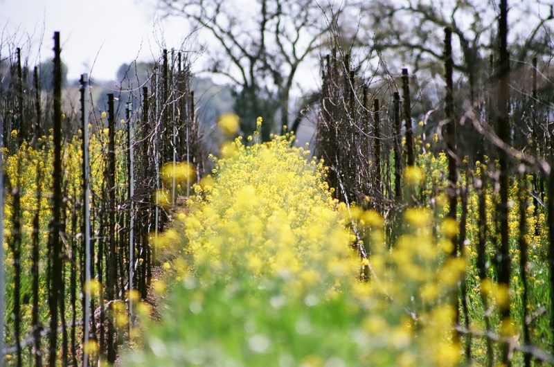 Wine Road Northern Sonoma County