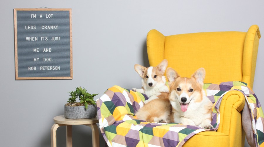 molly-mutt-aurora-borealis-pet-blanket