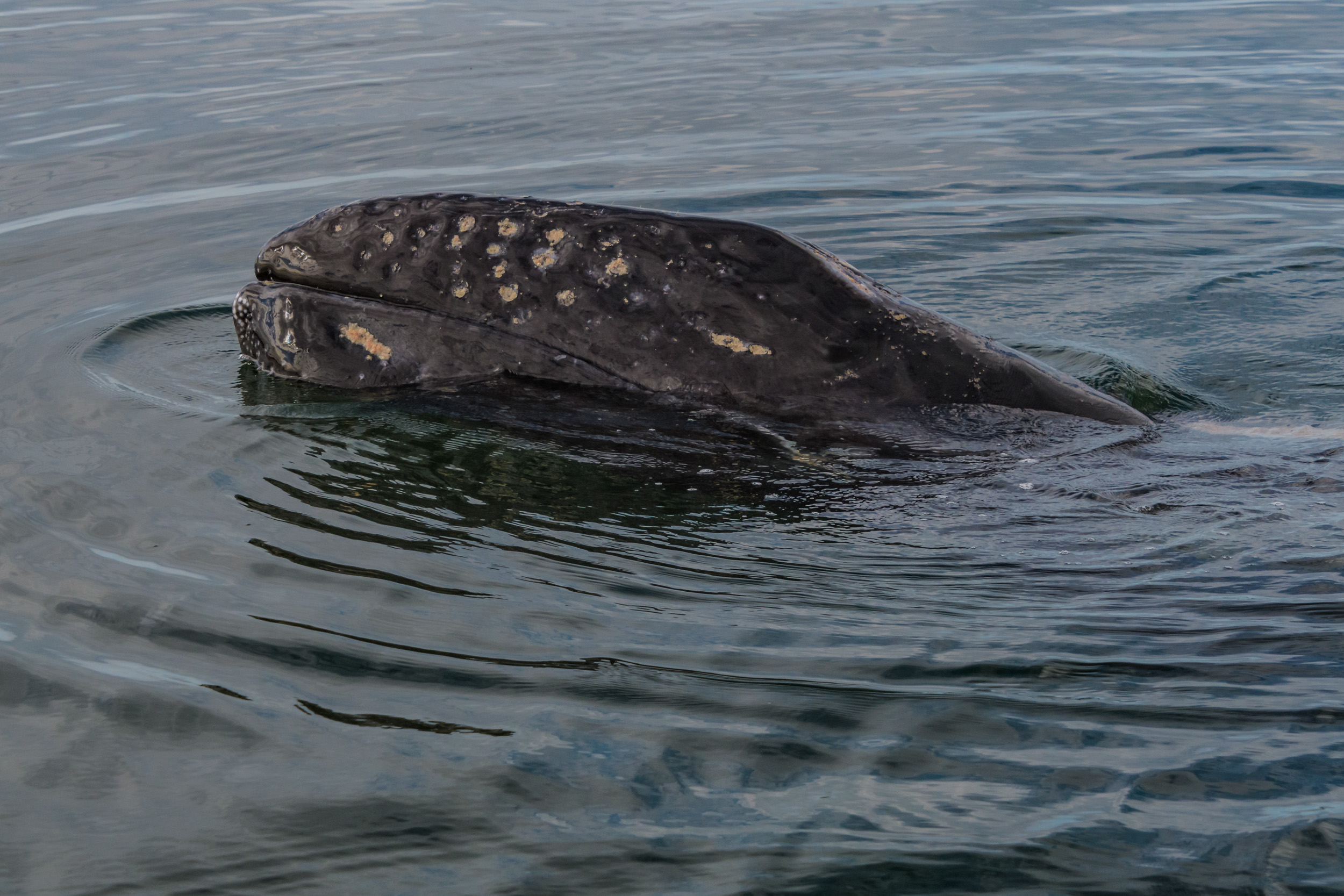 view-gray-whales-up-close-in-calm-lagoons-on-bajas-pacific-coast