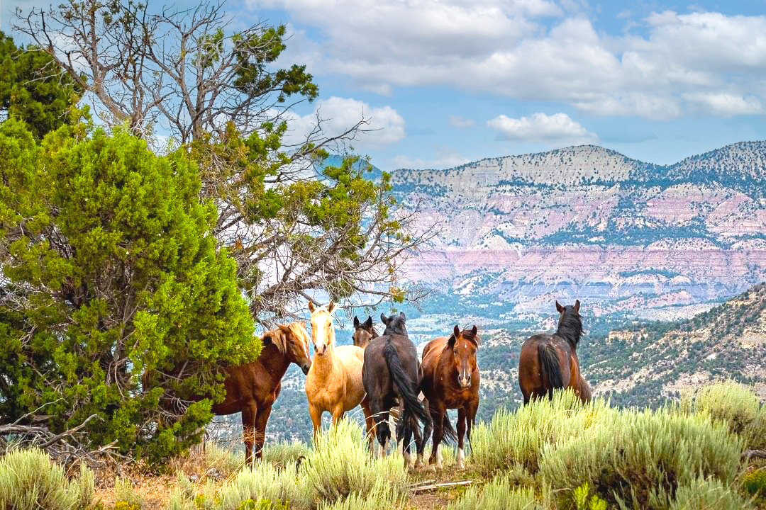 wild-mustangs-in-the-little-book-cliffs-wild-horse-reserve