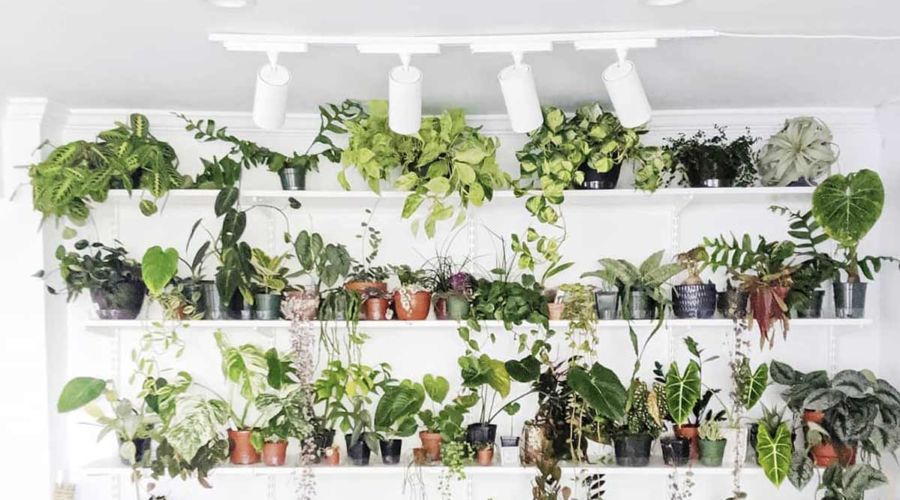 A Grow Light That Can Grow a Veriegated Monstera in a Dark Room and look Stylish Too