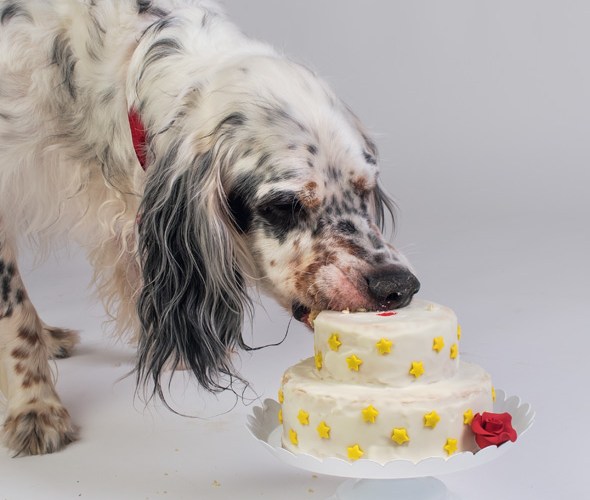 get-a-canine-friendly-cake