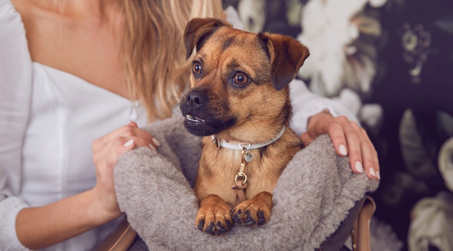 for-the-furry-cloud-7-dog-bag-city-carrier